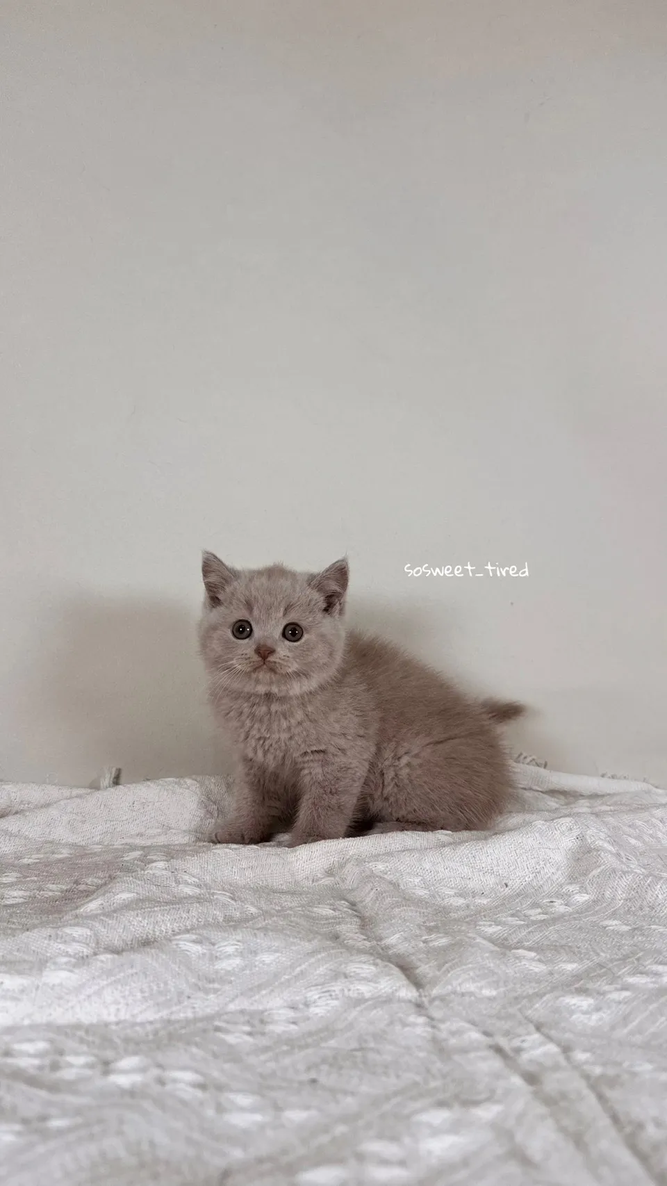 小鹿色英國短毛貓