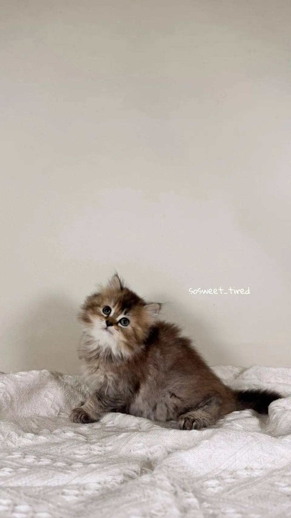 黑金漸層英國長毛貓