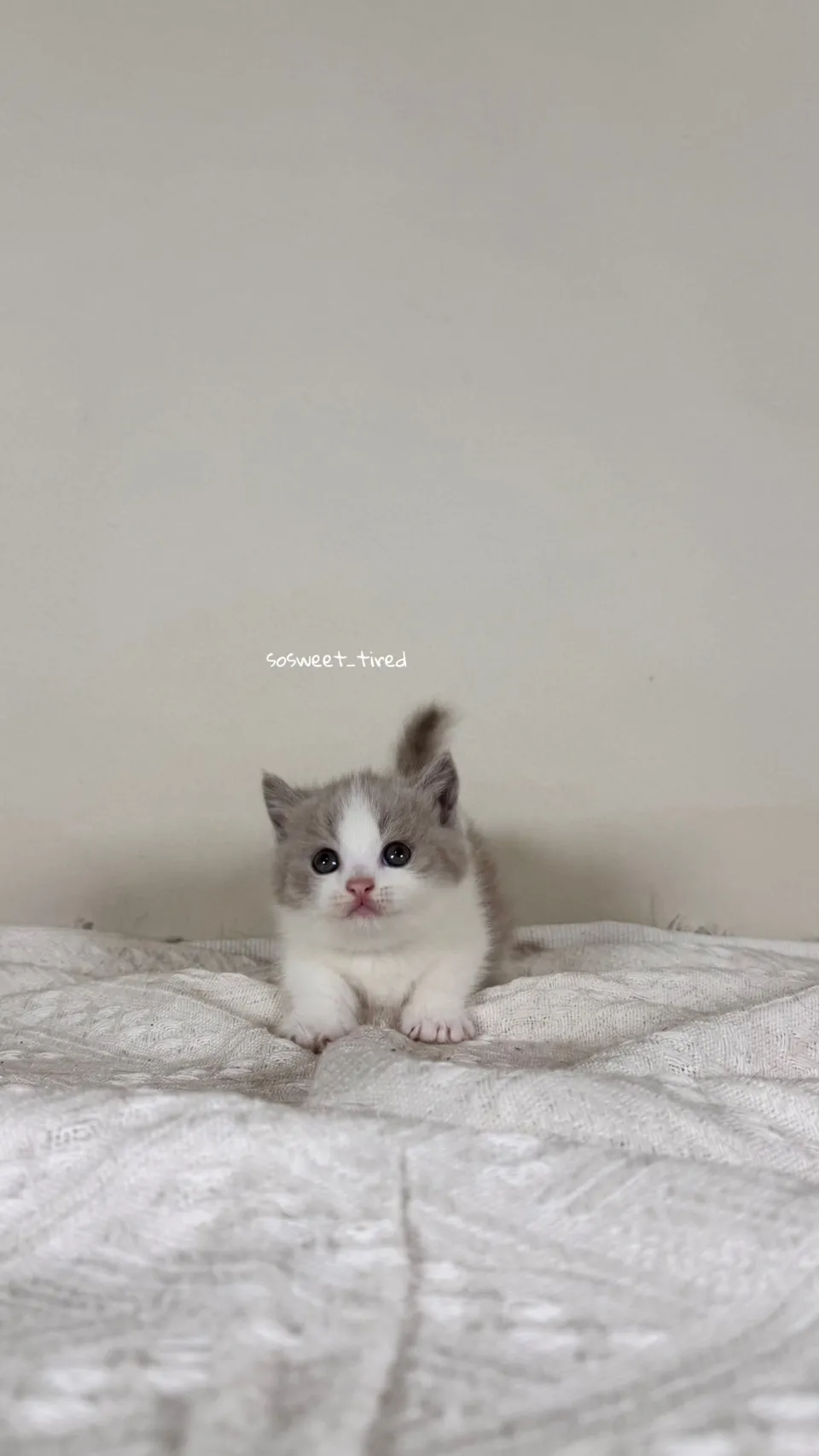 紫丁香賓士曼赤肯