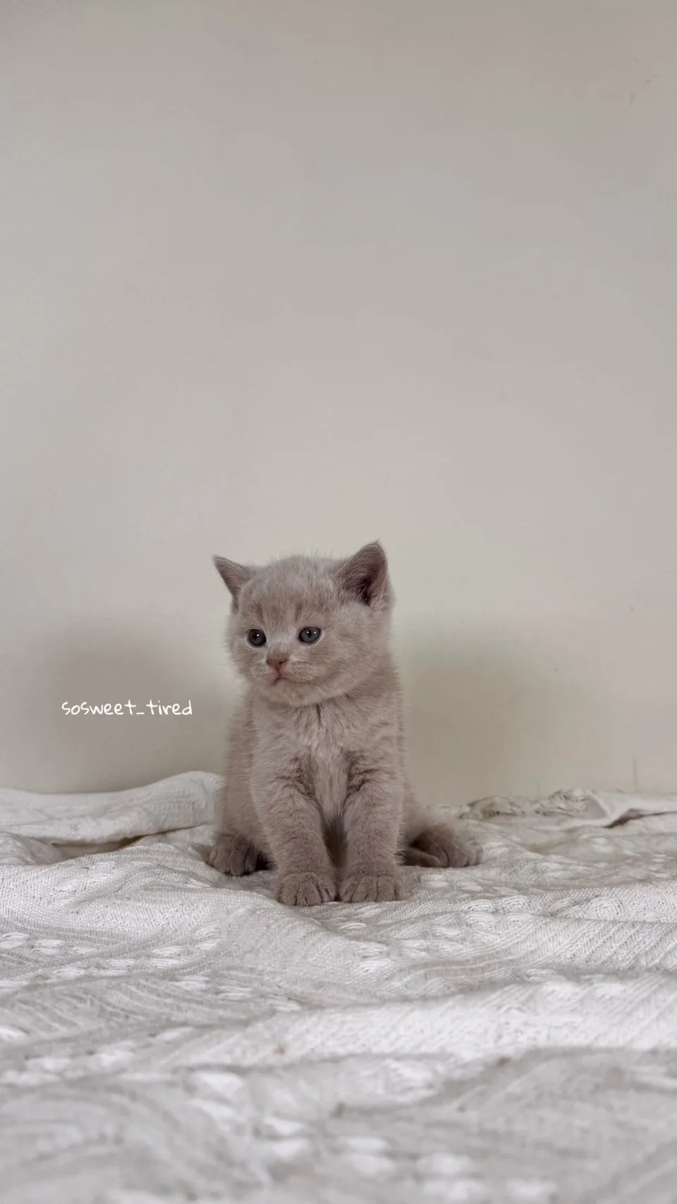 紫丁香英國短毛貓