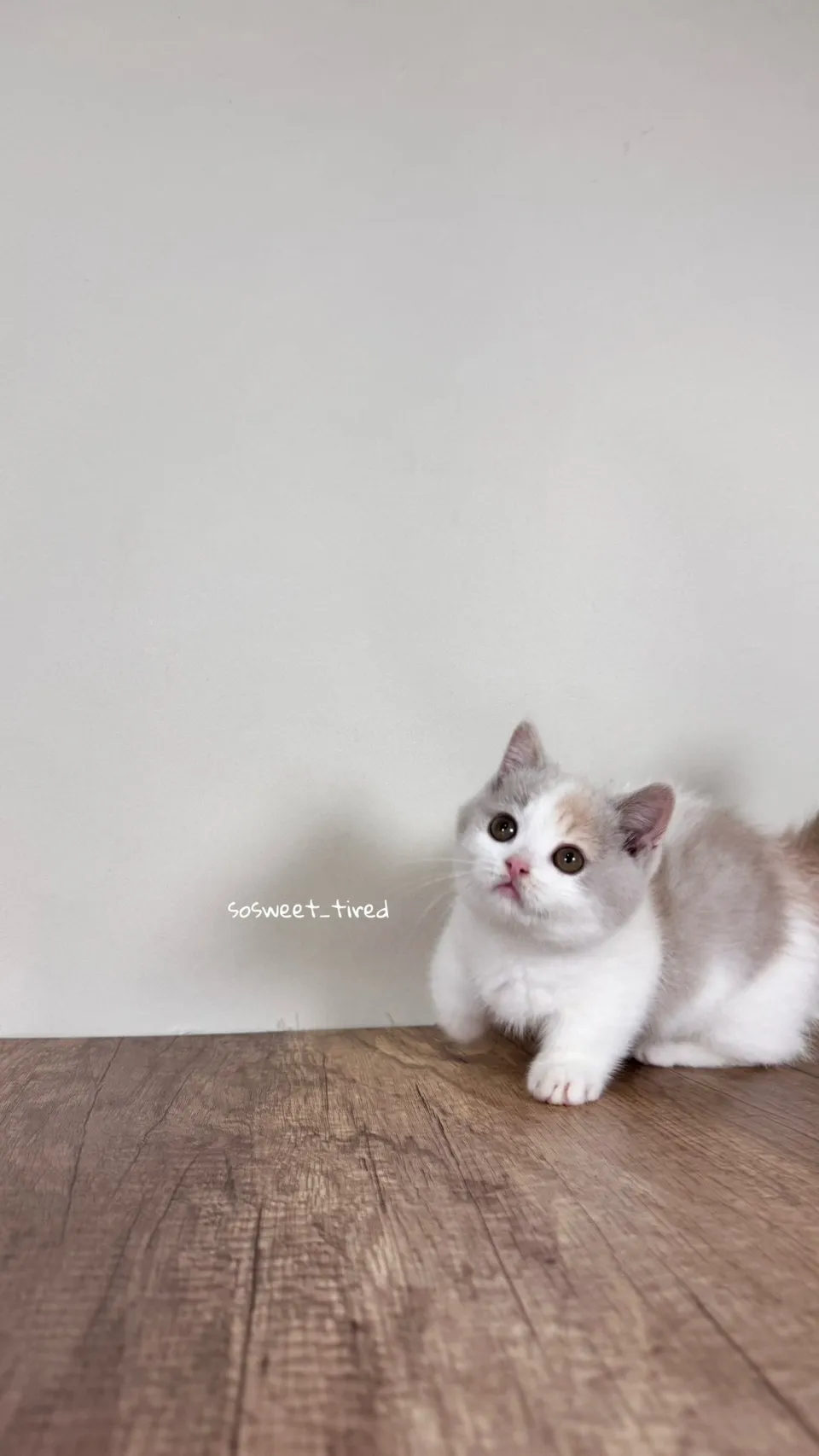 【已售出】紫三花賓士曼赤肯