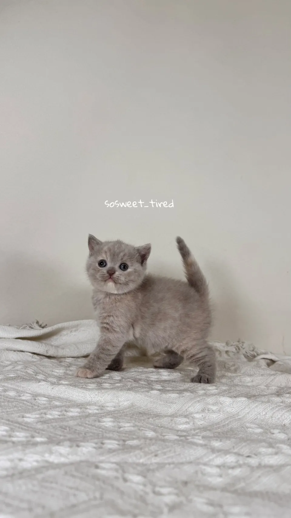 紫乳英國短毛貓