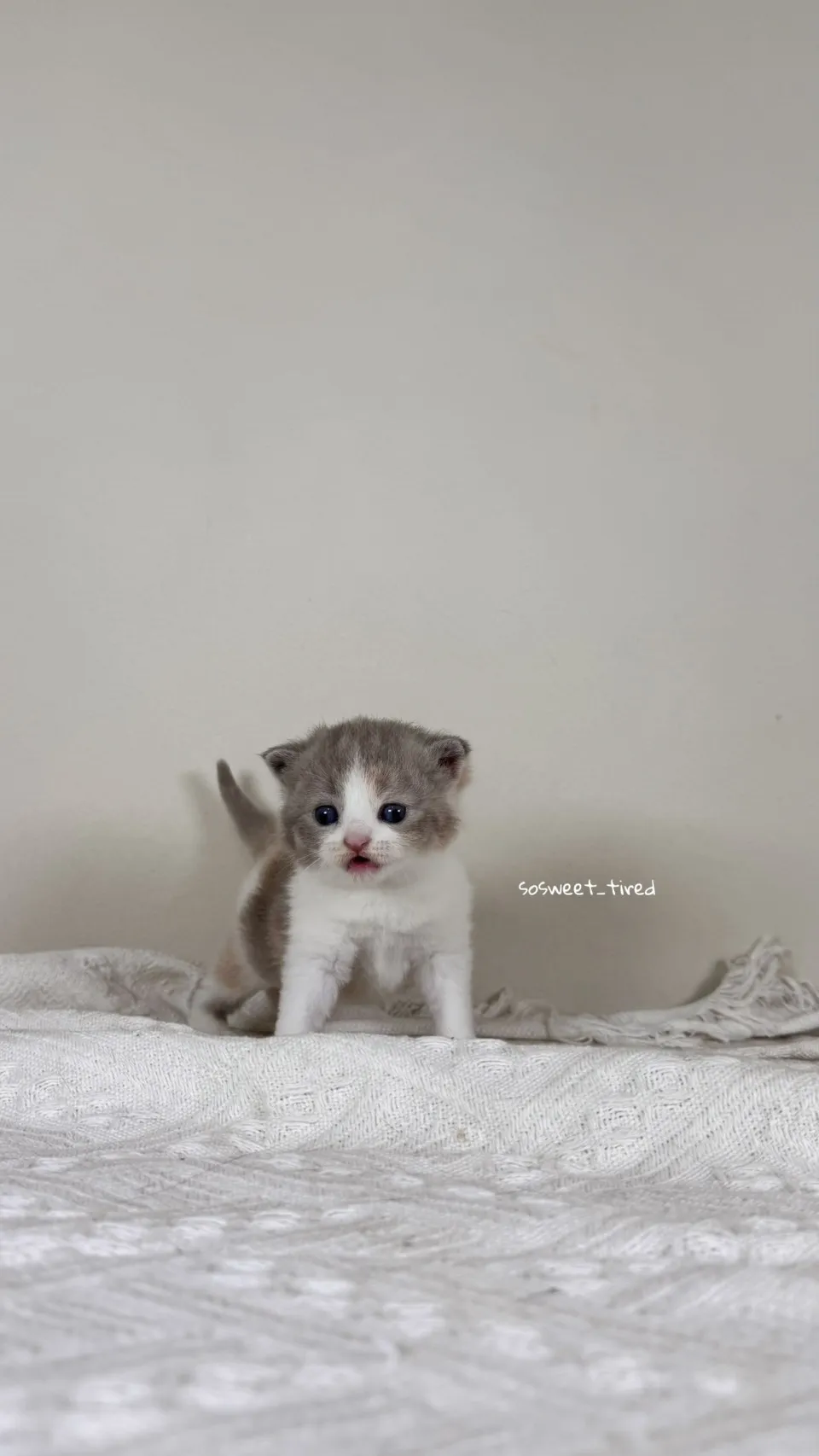 紫三花賓士英國短毛貓