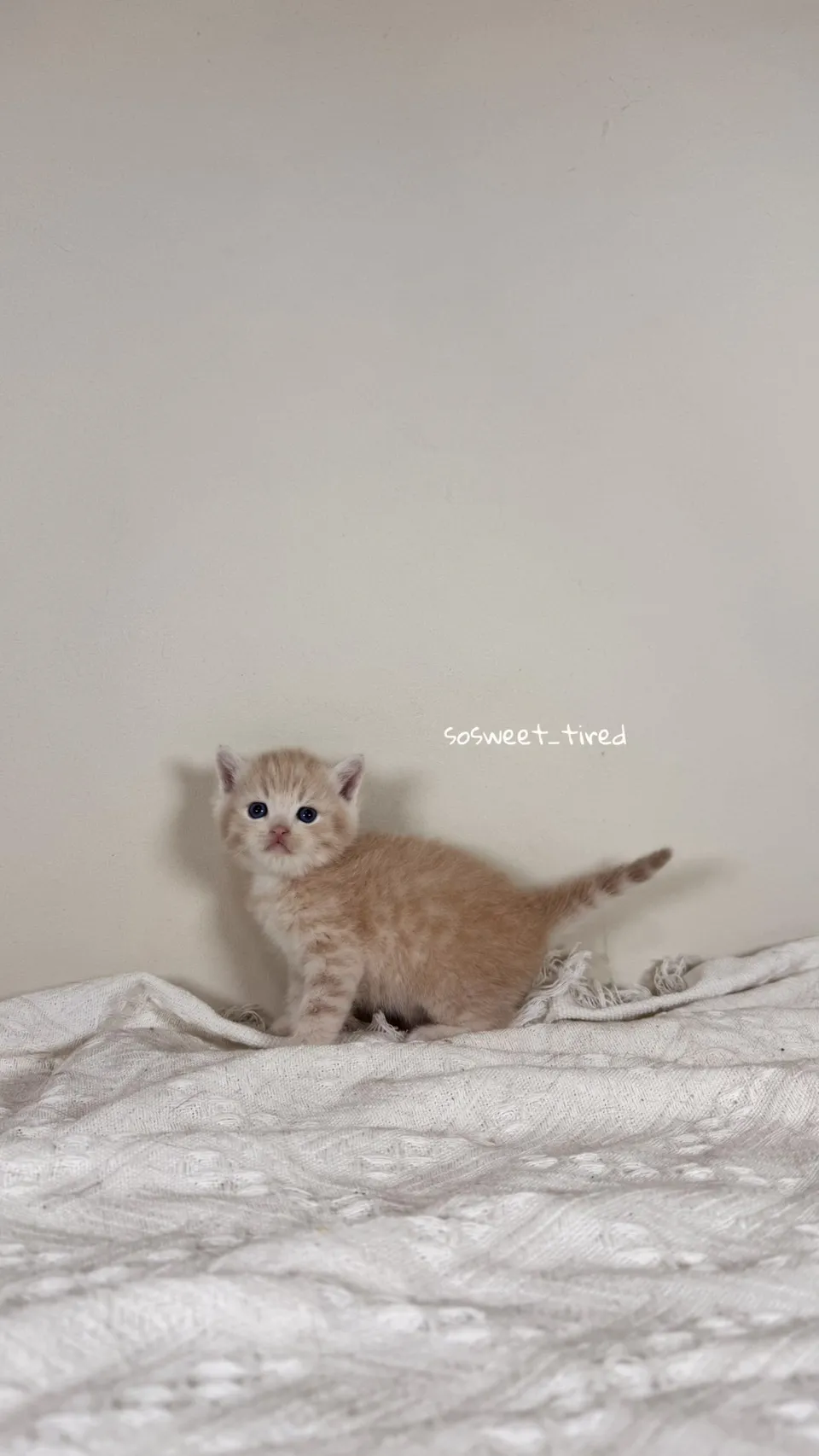 乳色英國短毛貓