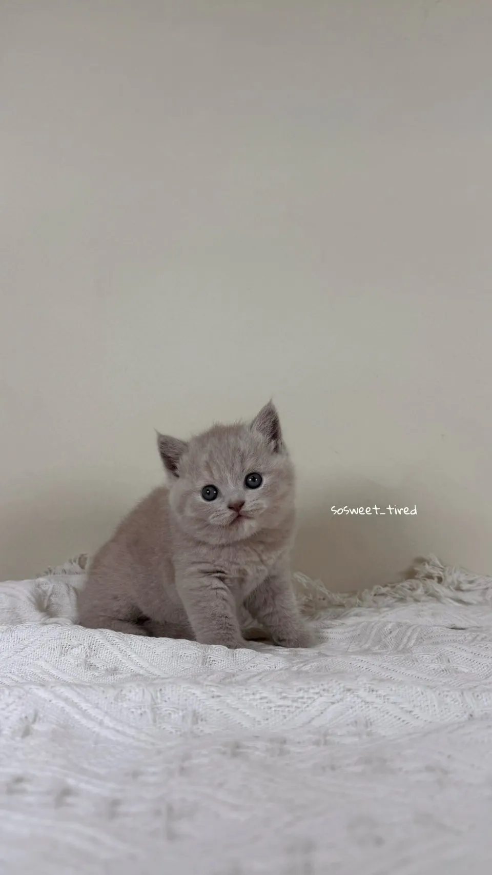 紫乳英國短毛貓