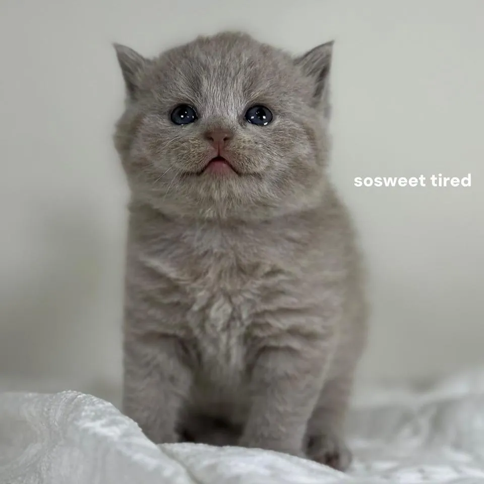 【已售出】紫丁香英國短毛貓（chocho)