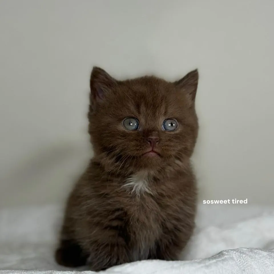 【已售出】巧克力加白曼赤肯（chocho)