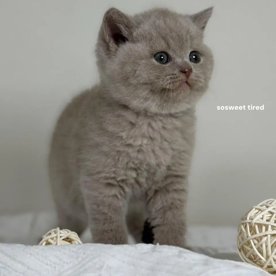 【已售出】紫丁香英國短毛貓（毛毛）