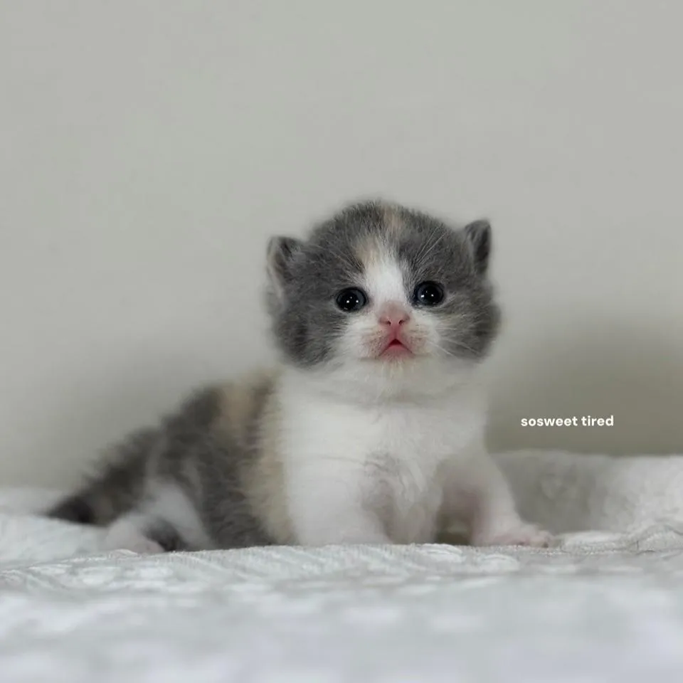 【已售出】藍三花賓士英國短毛貓