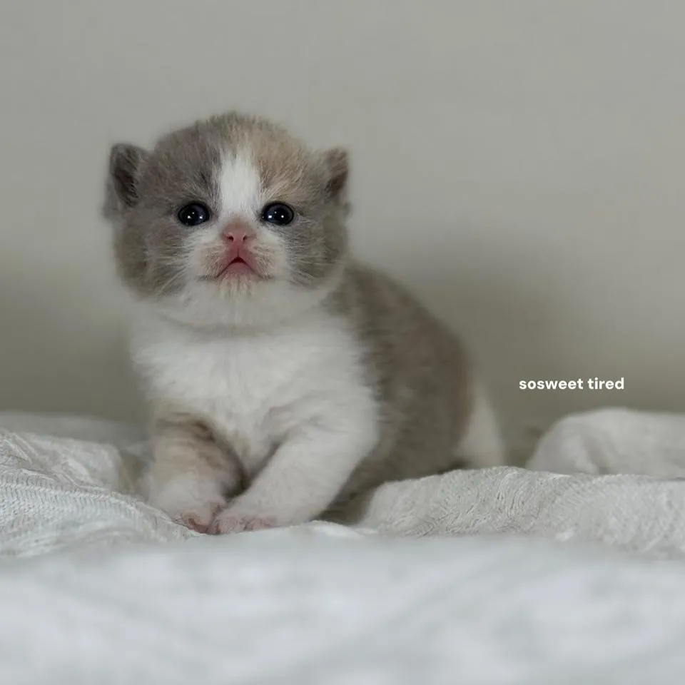 【已售出】紫三花賓士英國短毛貓