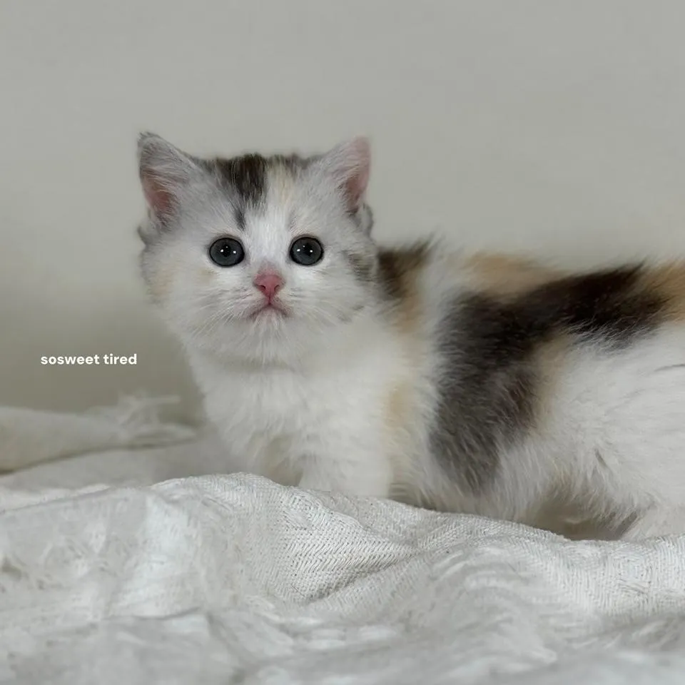 【已售出】三花曼赤肯