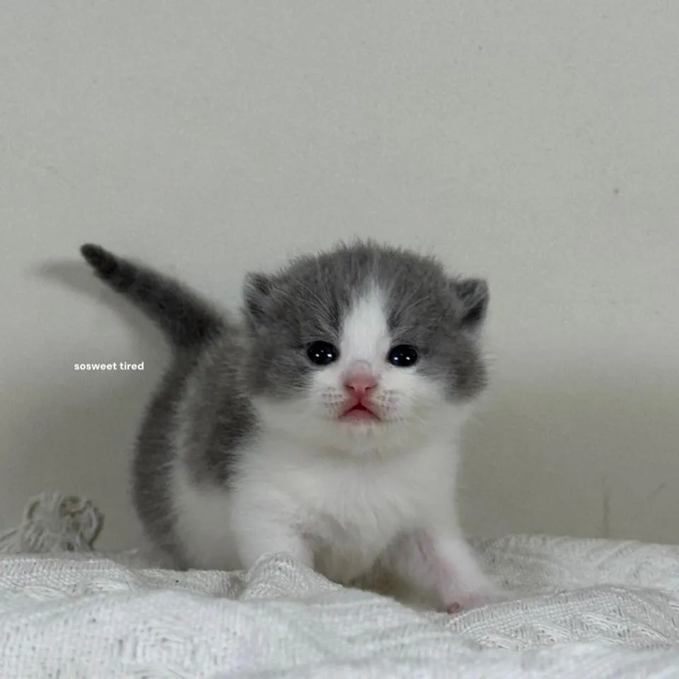 【已售出】藍白英國短毛貓（吉）