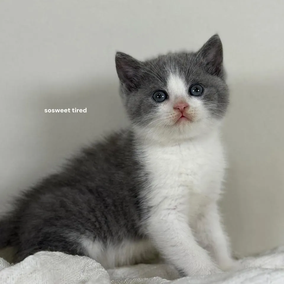 【已售出】藍白賓士英國短毛貓（奶茶）