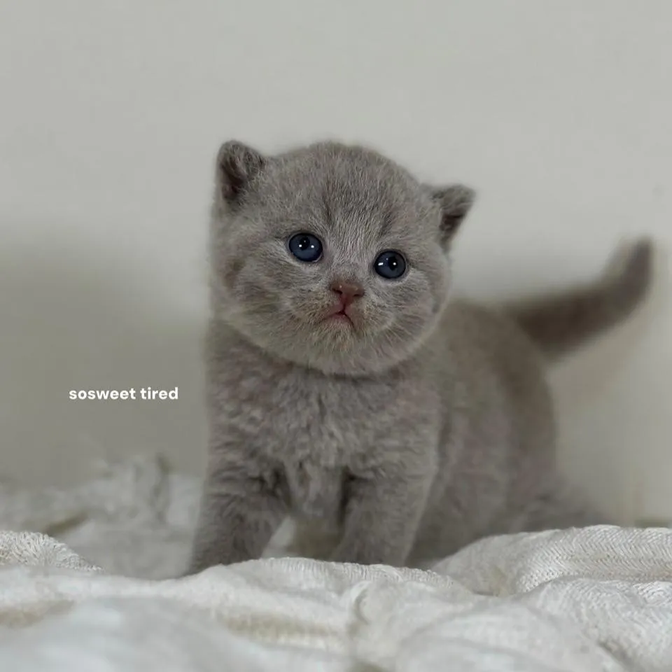 【已售出】紫丁香英國短毛貓（小梅）