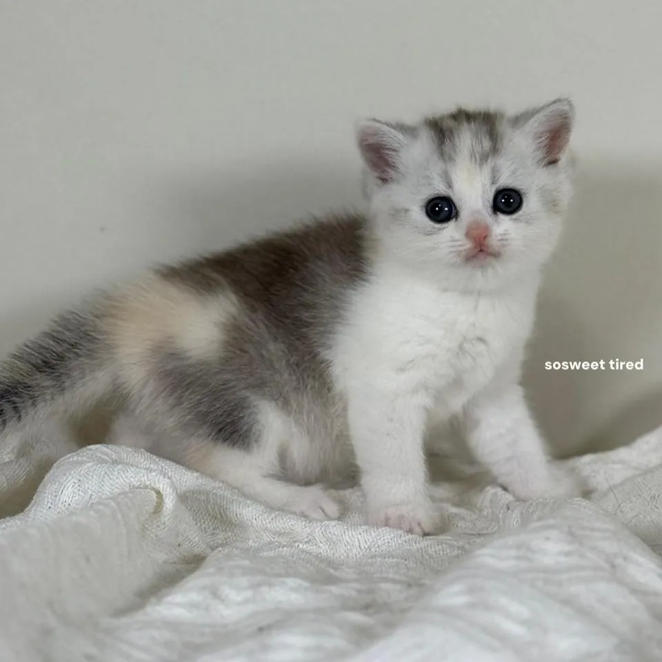 【已售出】三花英國短毛貓（雪寶）