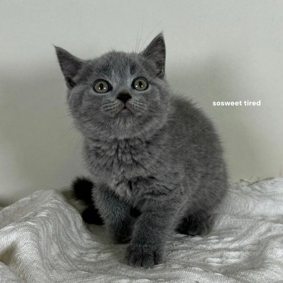 【已售出】藍英國短毛貓（米娜）