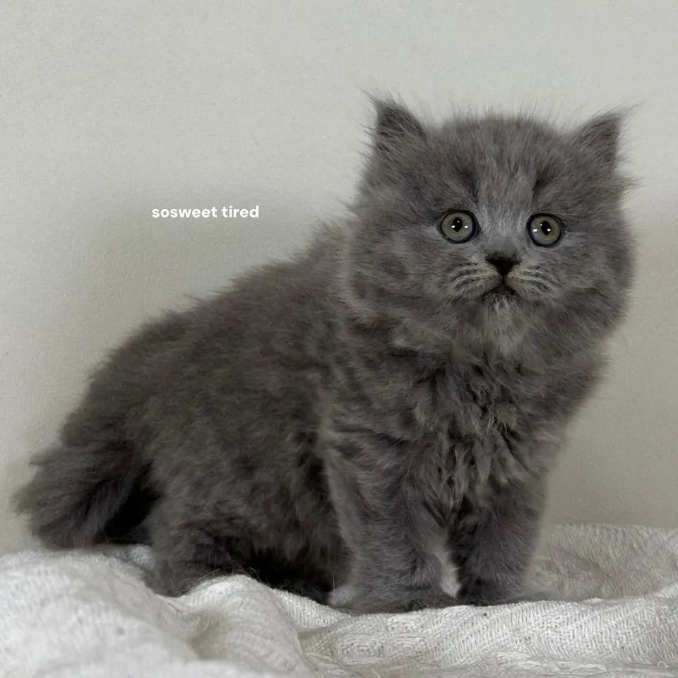 藍英國長毛貓（娜）