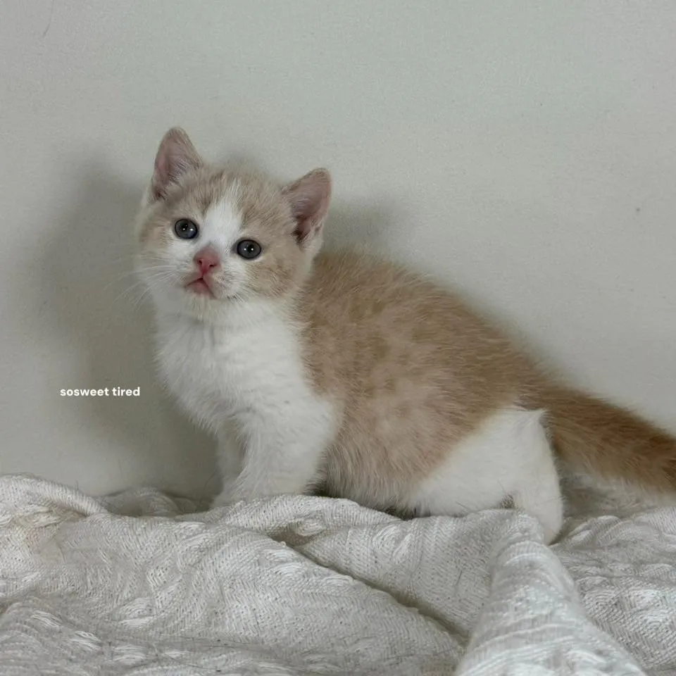 乳白賓士英國短毛貓（Sandy）