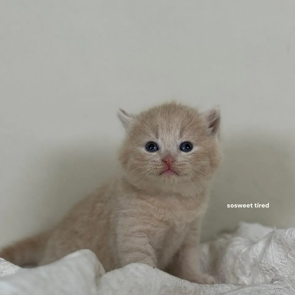 乳色英國短毛貓（小斑）