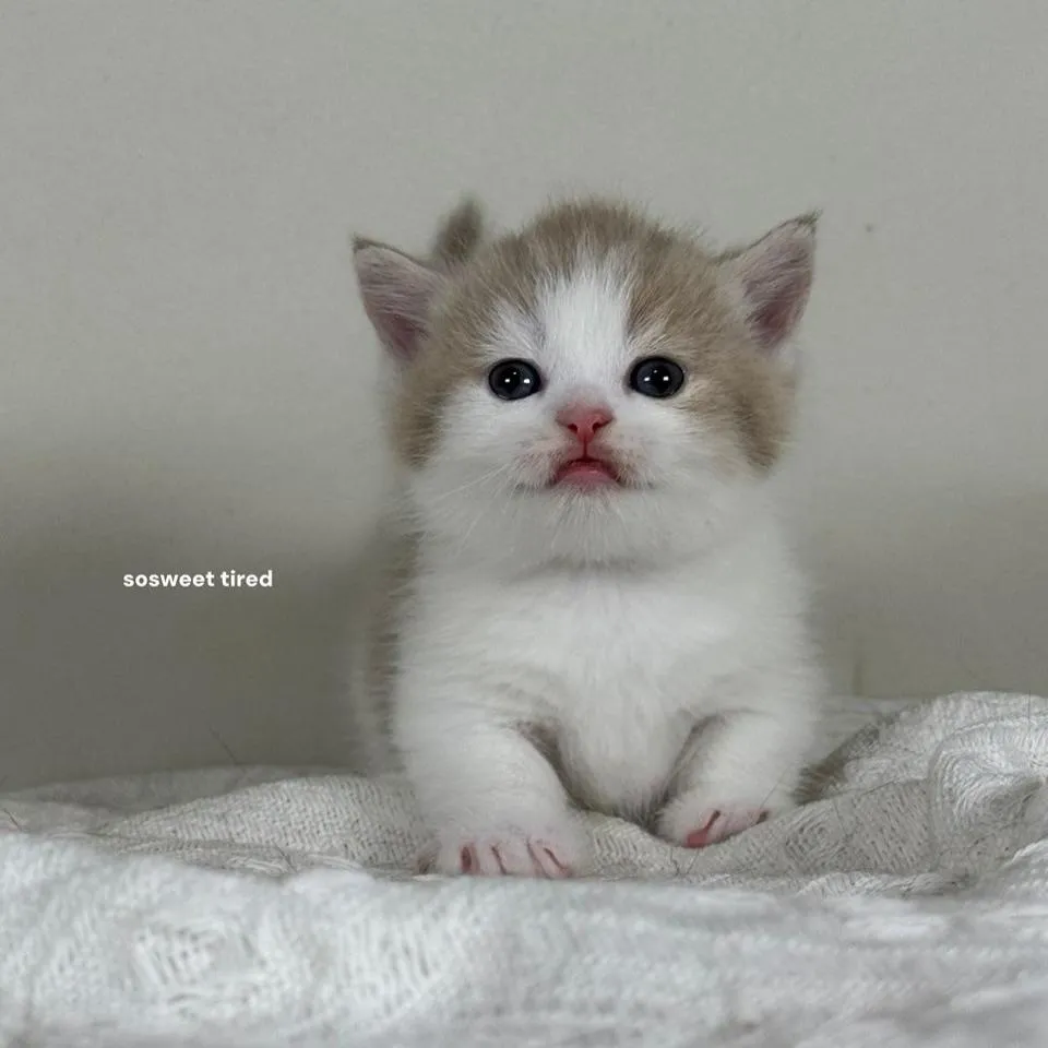 小鹿色賓士曼赤肯（柑）