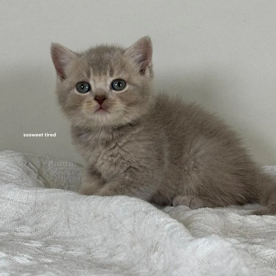 小鹿色英國短毛貓（小斑）