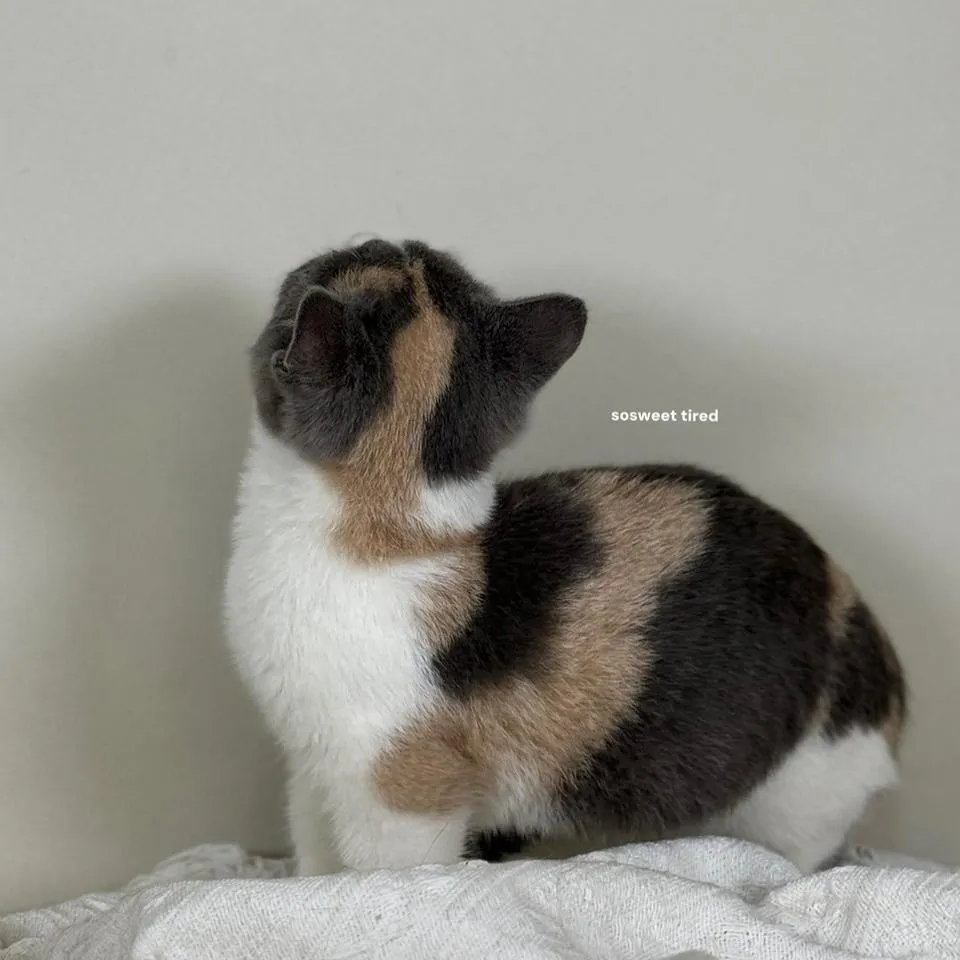 【已售出】藍三花賓士曼赤肯（Neko）