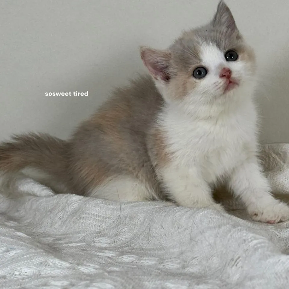 【已售出】紫三花賓士英國短毛貓（Hito）