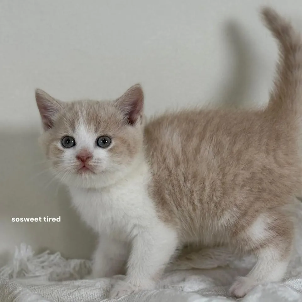 【已售出】乳白賓士英國短毛貓（奶茶）