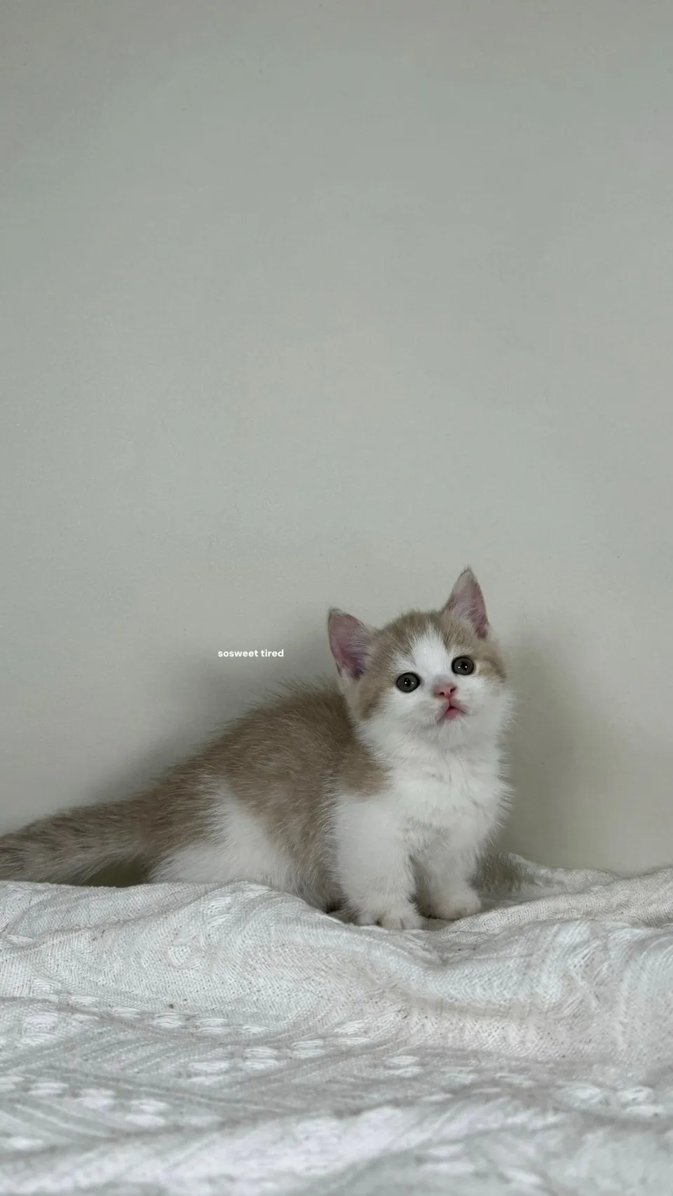 小鹿加白曼赤肯