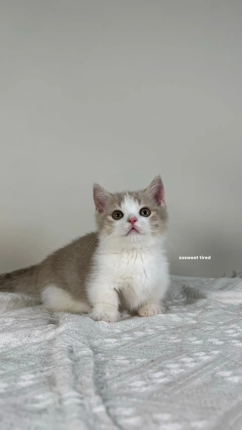 【已售出】小鹿加白曼赤肯