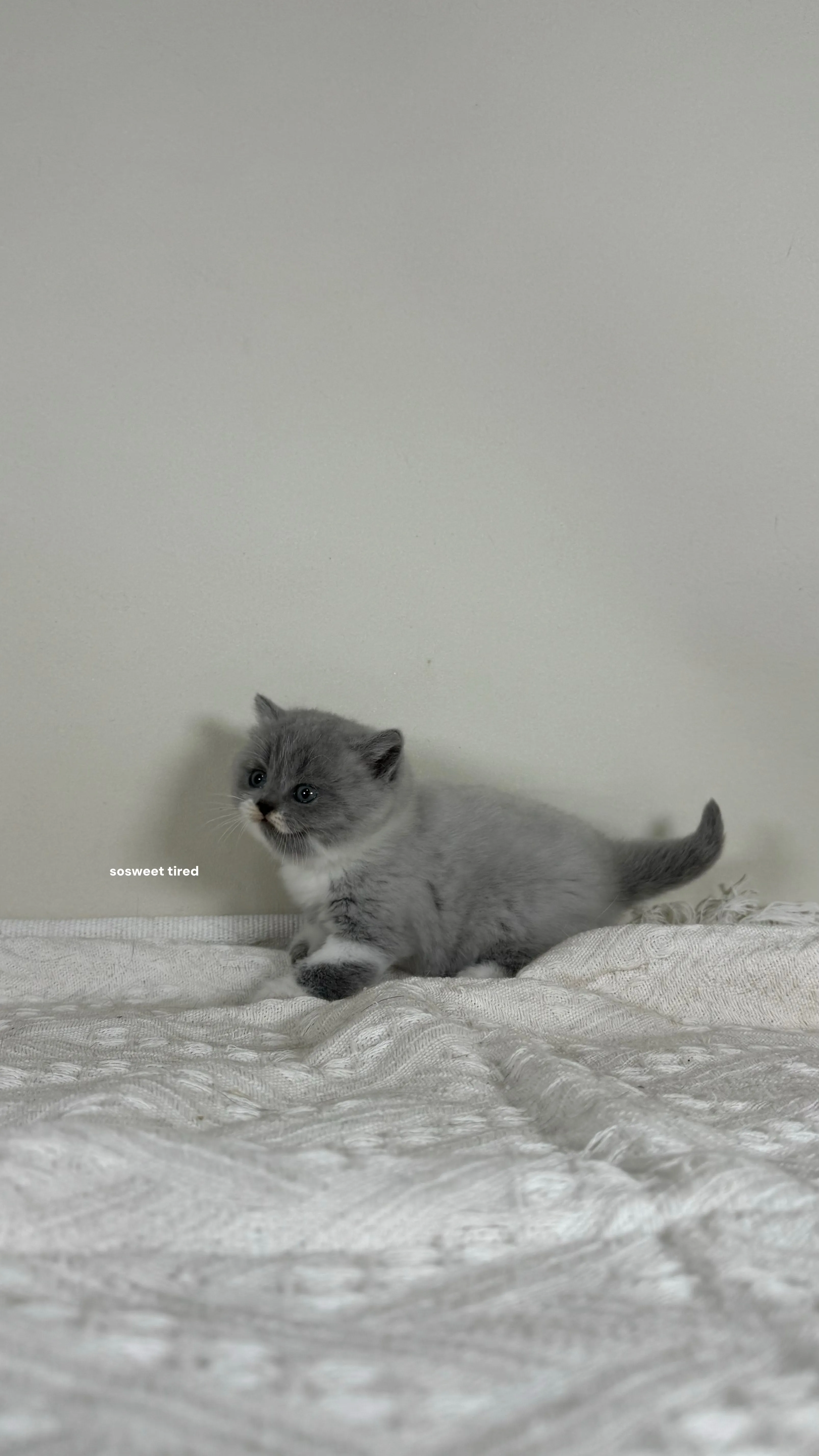 【已售出】藍白英國短毛貓