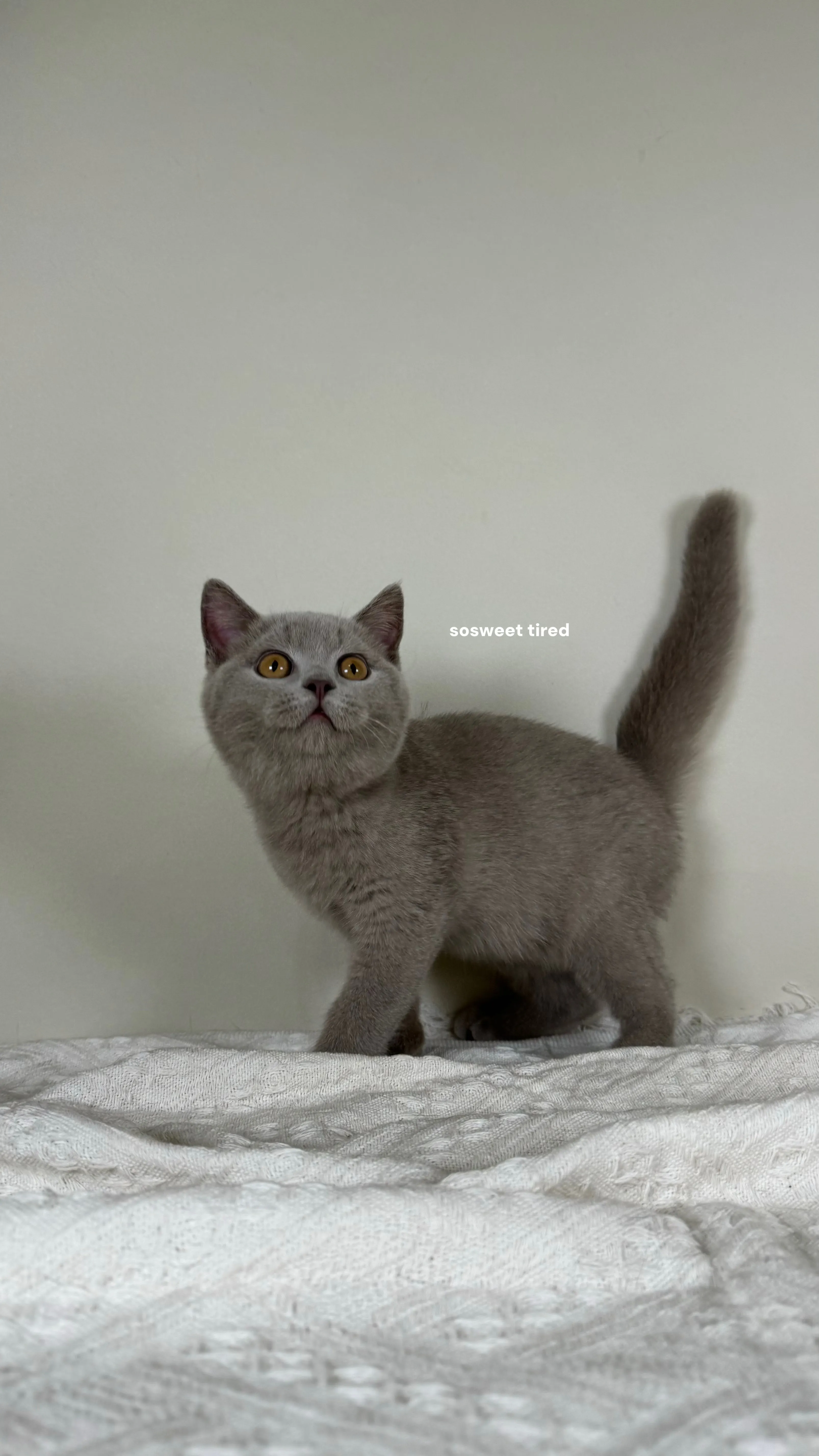 【已售出】紫丁香英國短毛貓