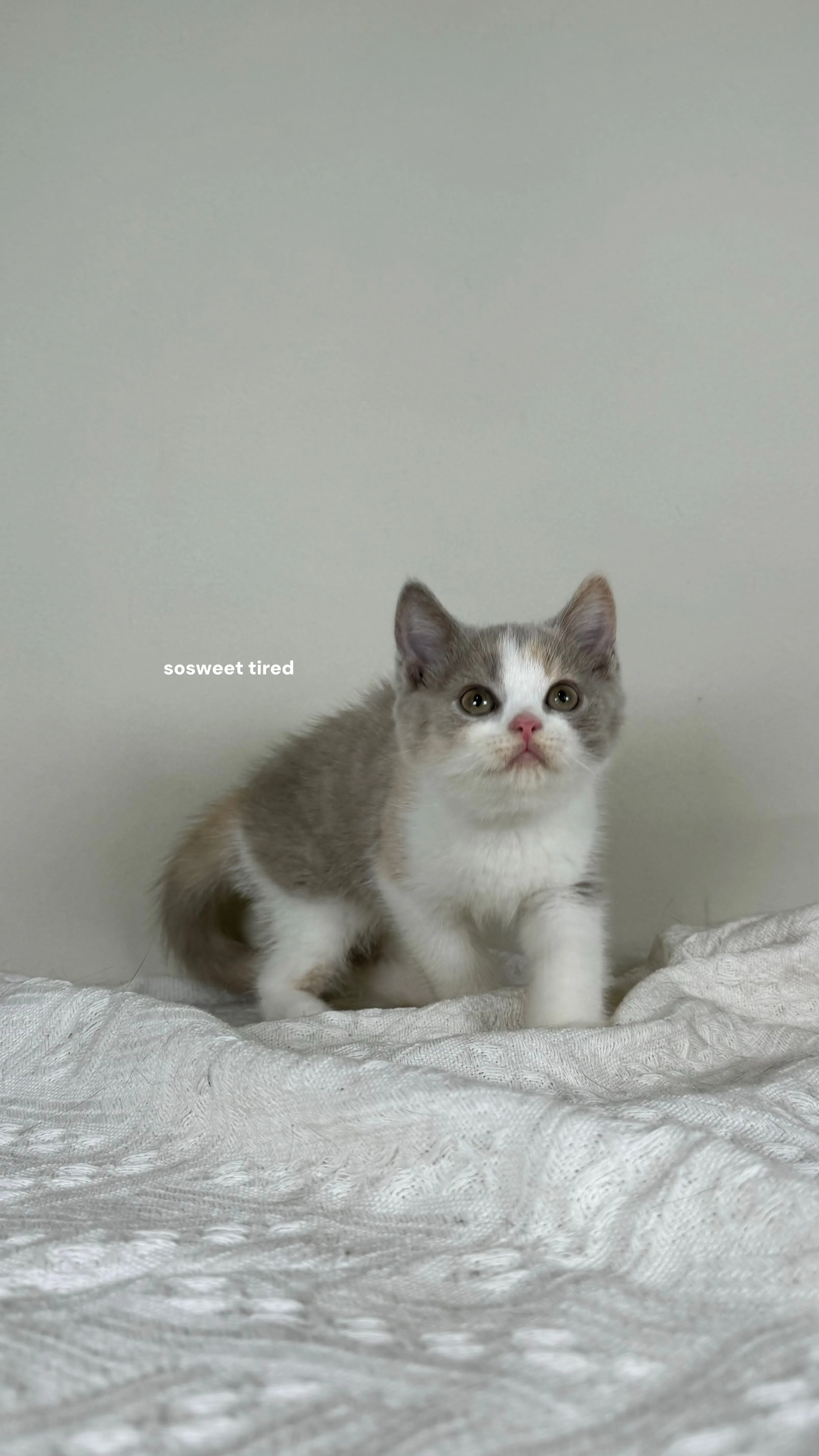 【已售出】紫三花賓士英國短毛貓