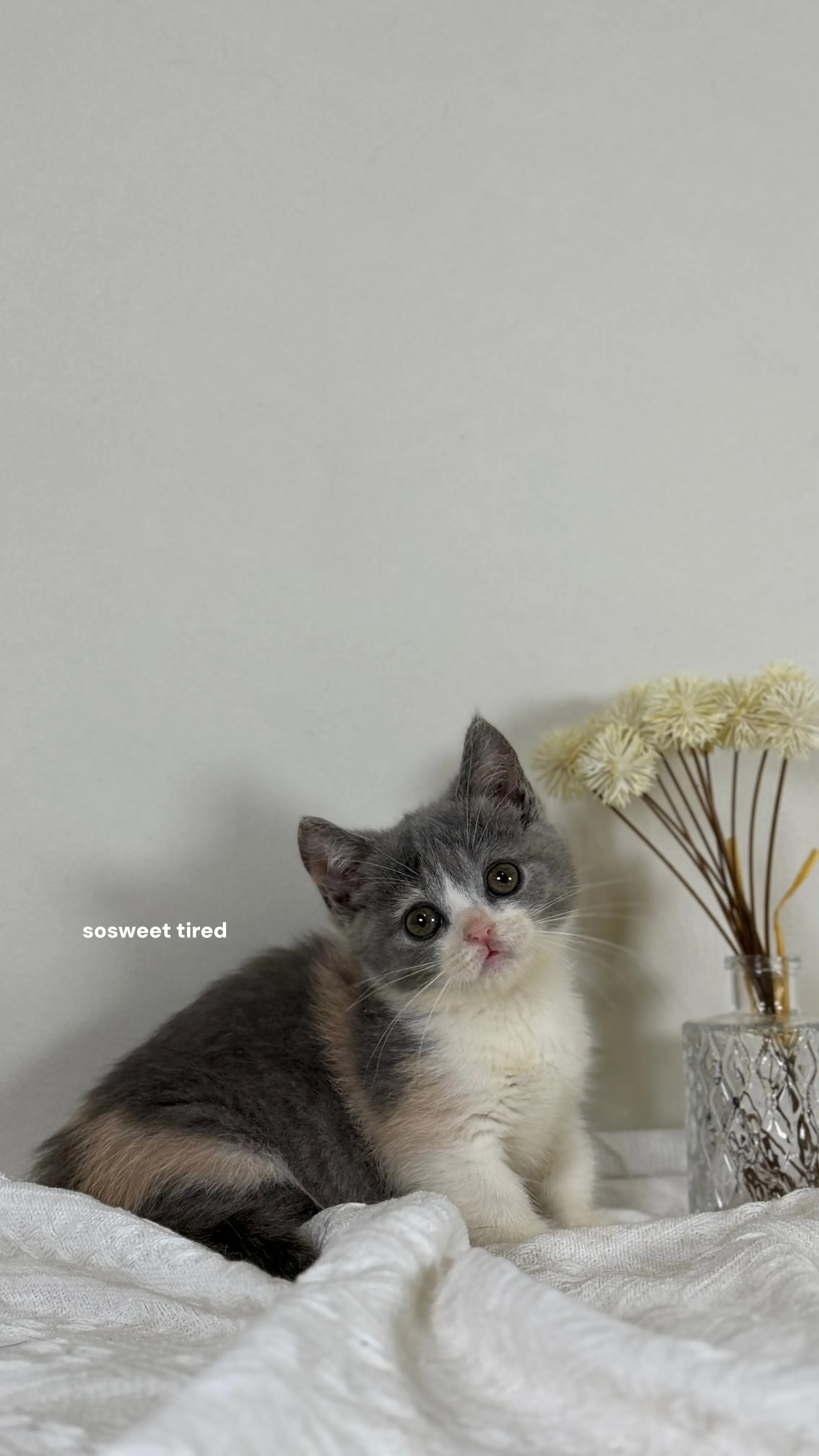 【已售出】藍三花賓士曼赤肯