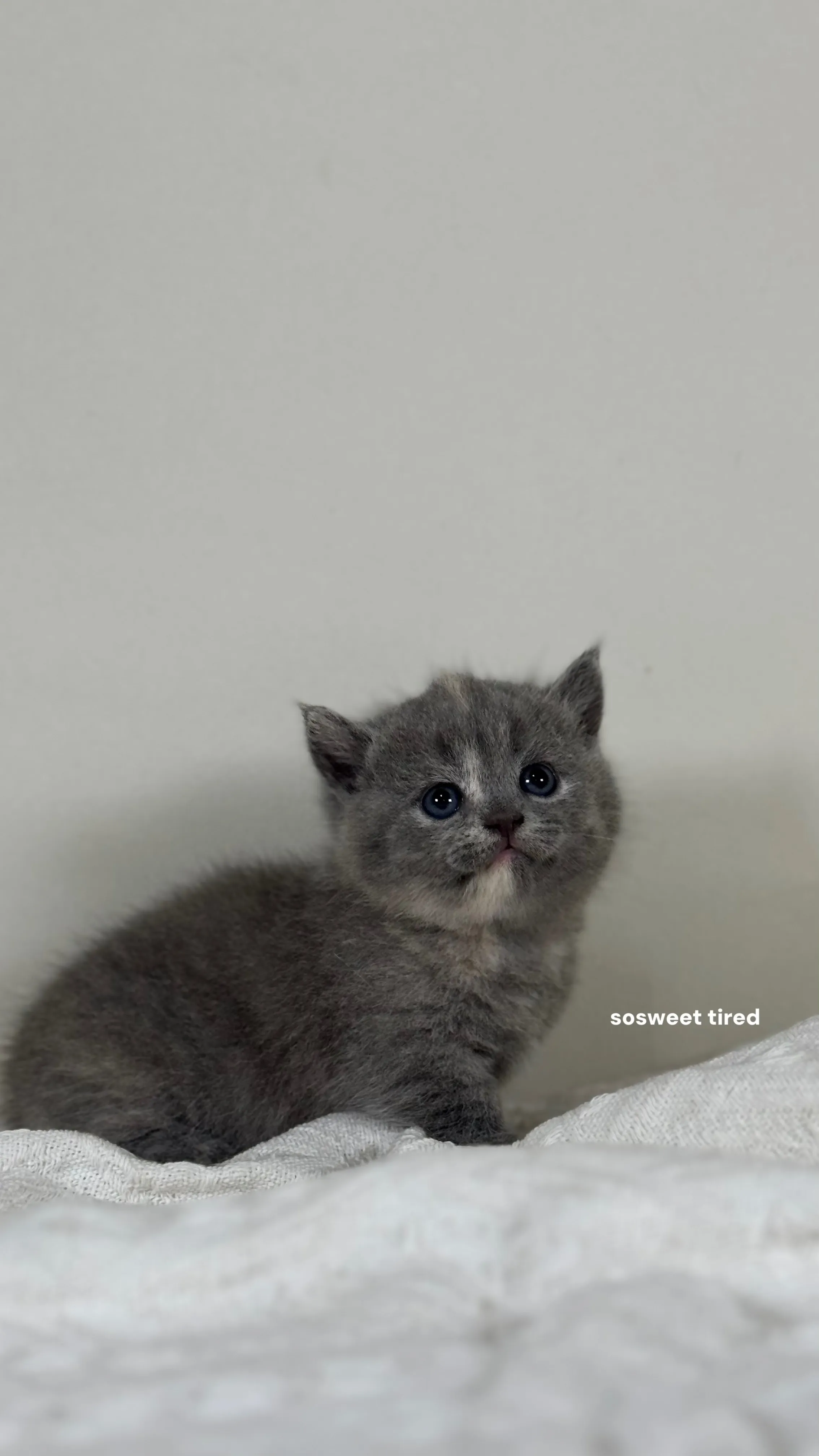 【已售出】藍乳曼赤肯