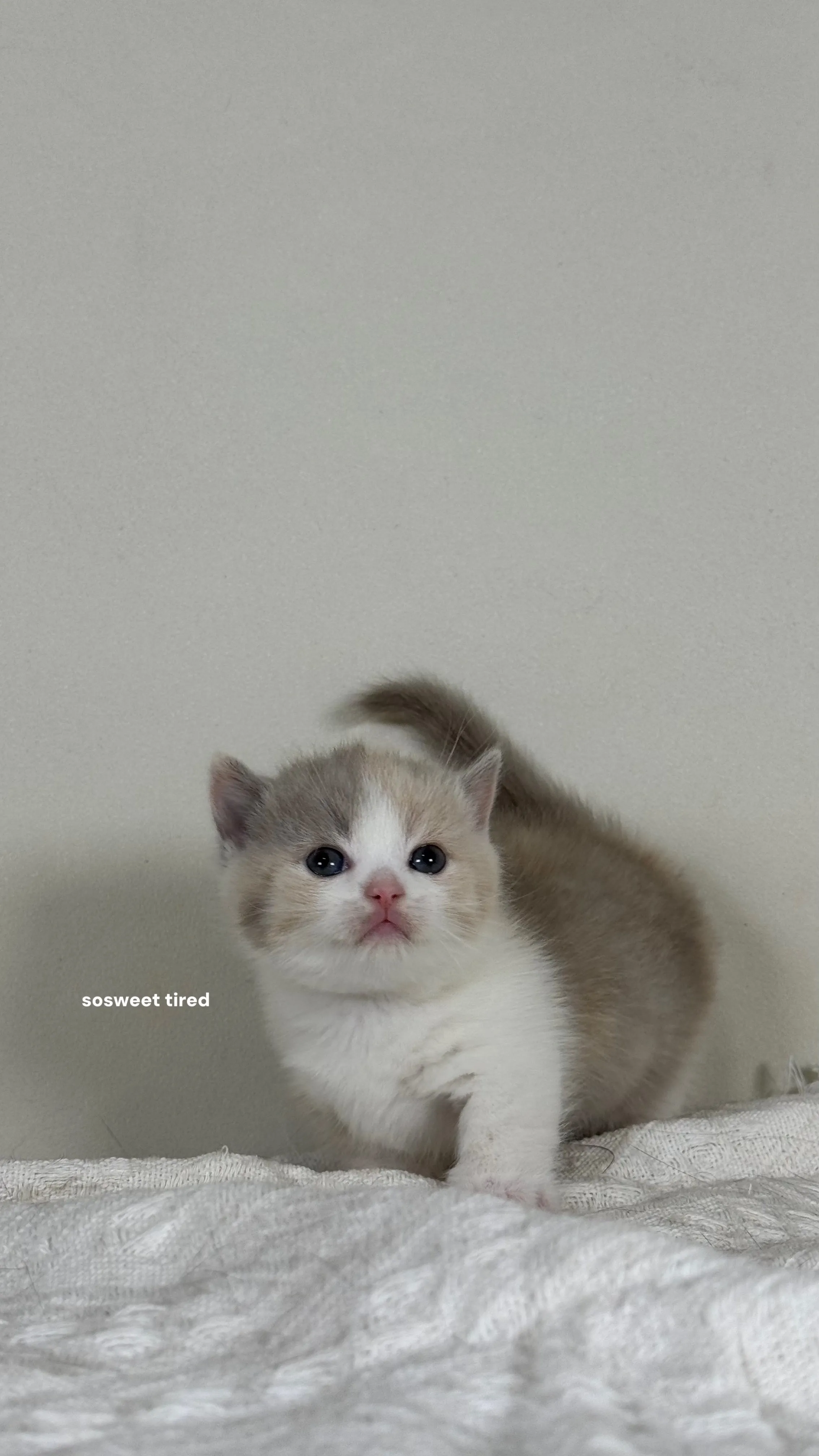 【已售出】小鹿色三花賓士曼赤肯