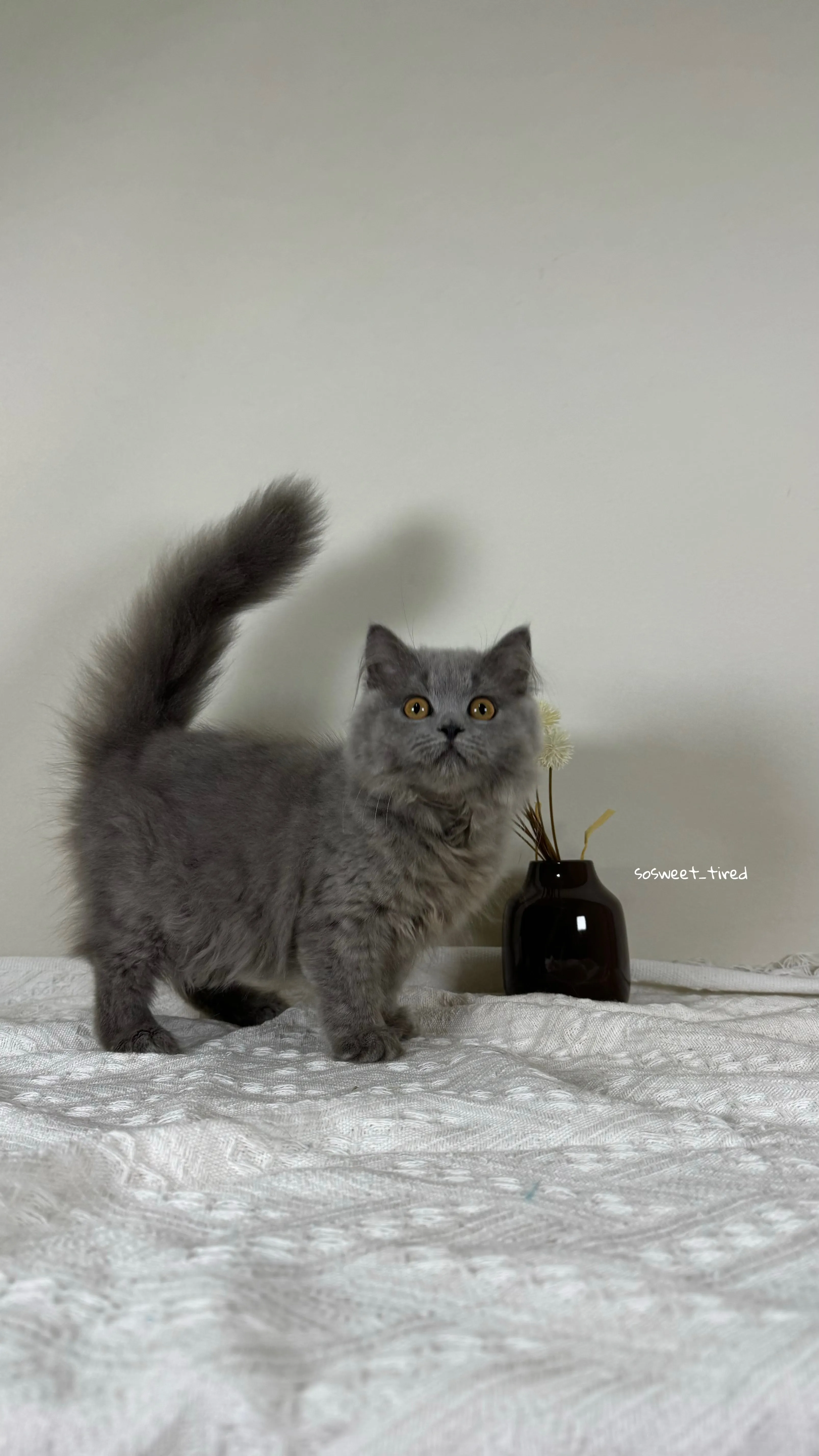 【已售出】藍英國長毛貓（娜）