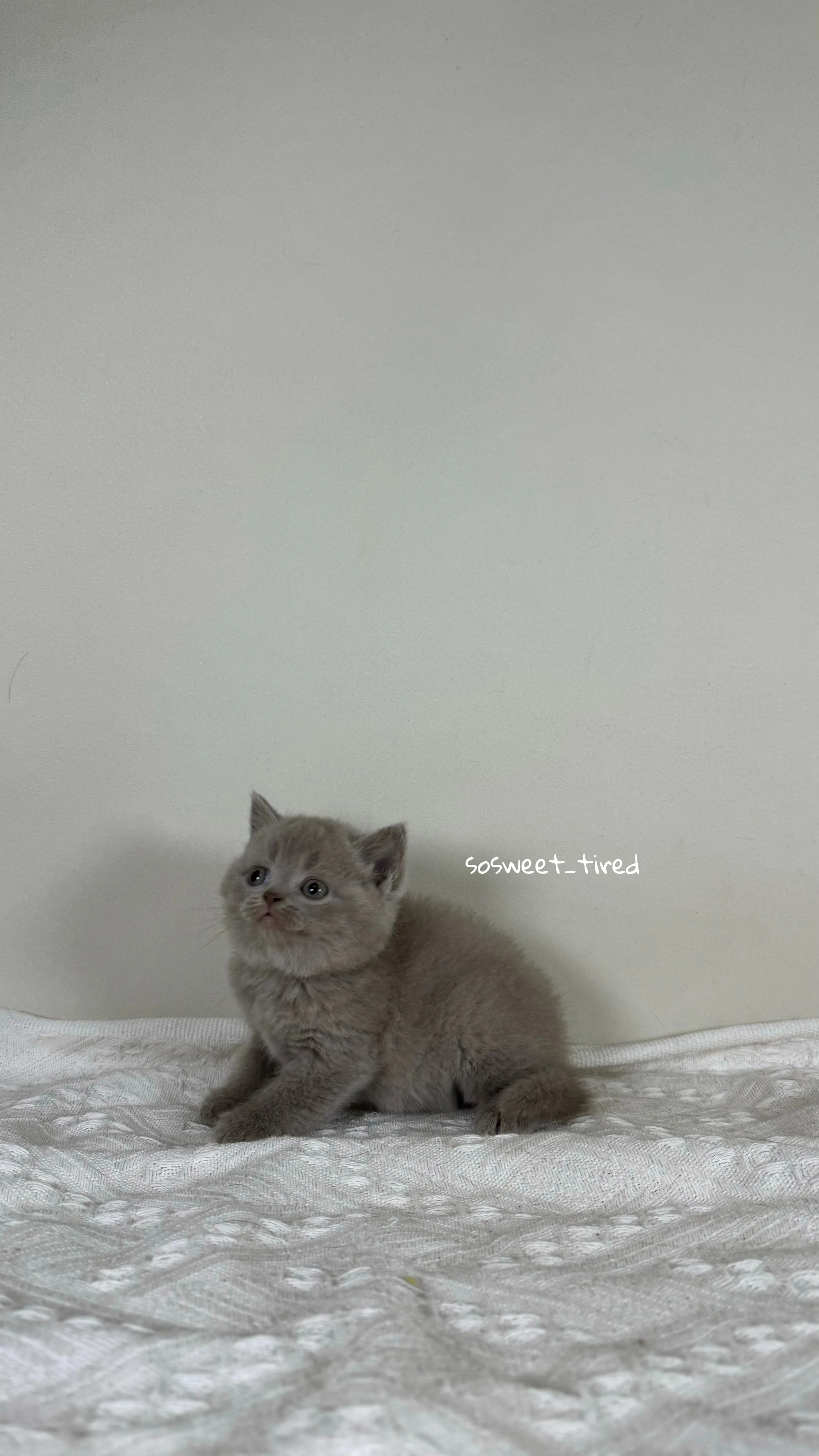 【已售出】紫丁香英國短毛貓