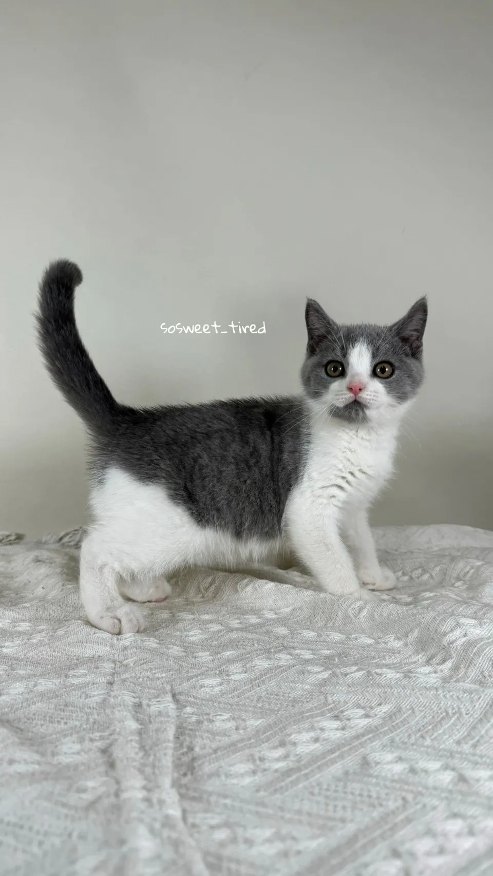 【已售出】藍白賓士英國短毛貓