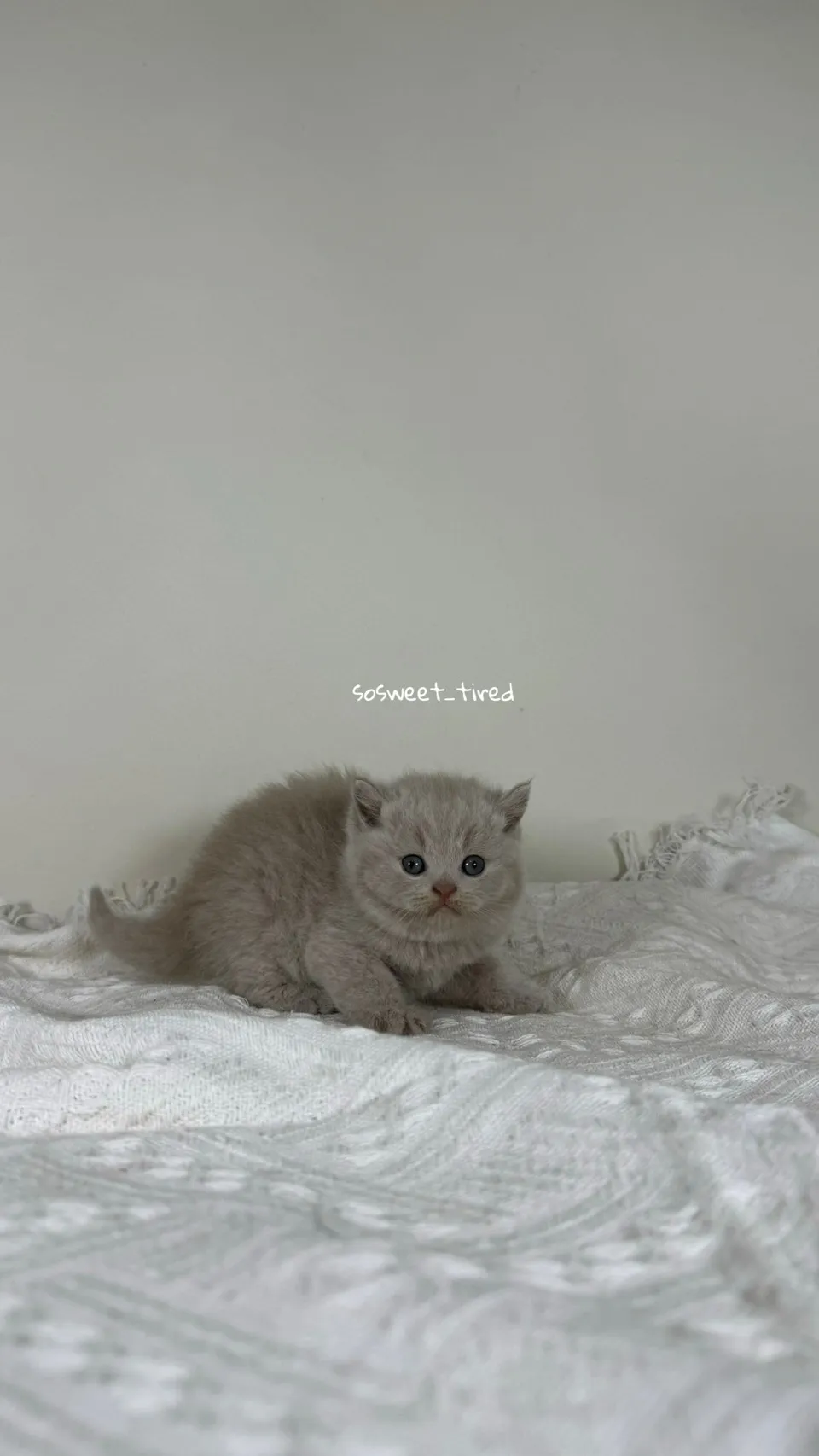 小鹿色英國短毛貓