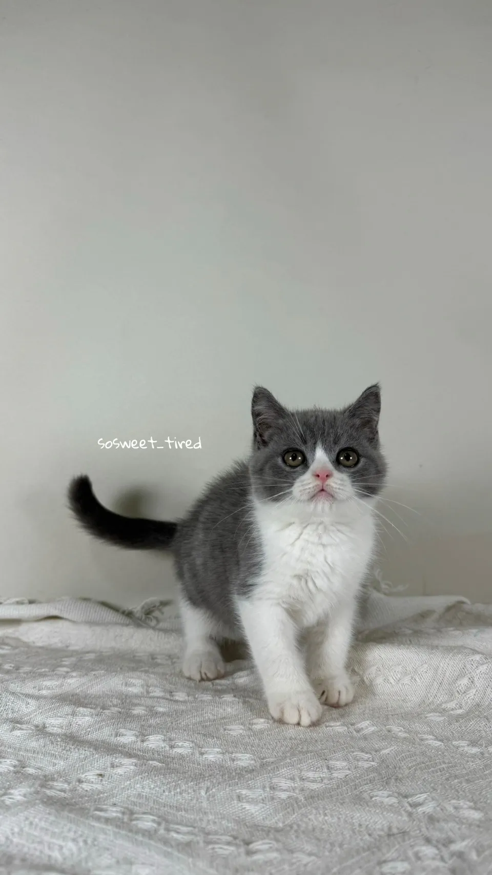 藍白賓士英國短毛貓