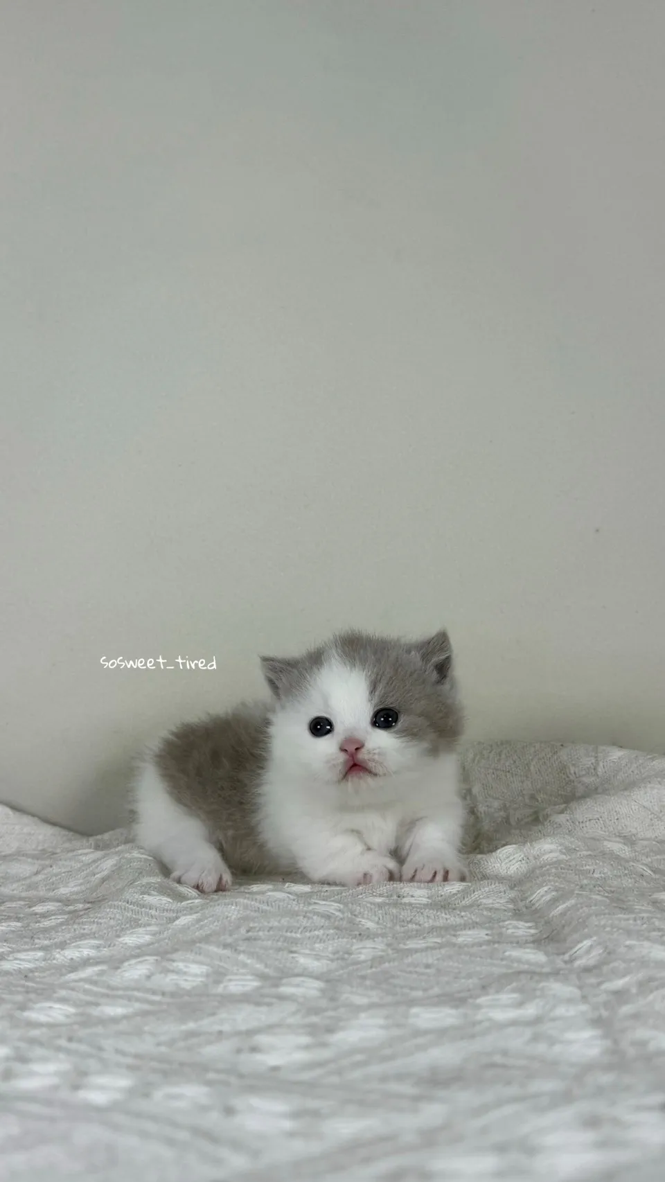 紫丁加白曼赤肯