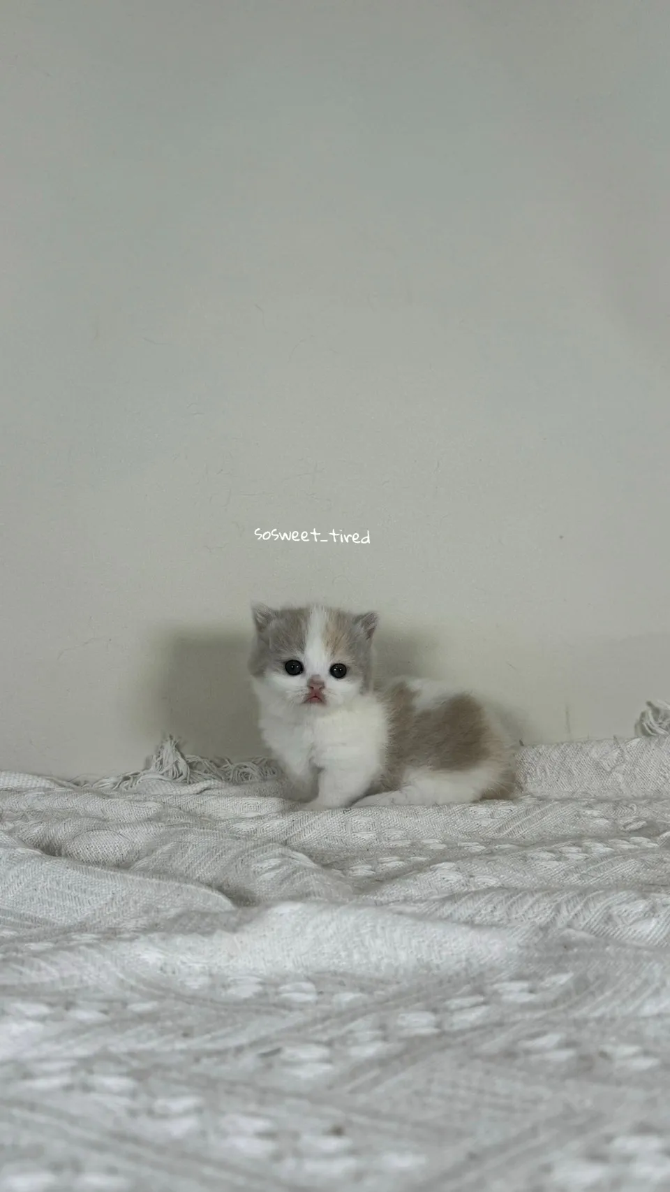 三花賓士曼赤肯