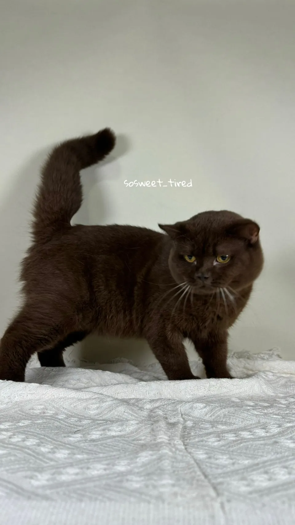 巧克力英國短毛貓