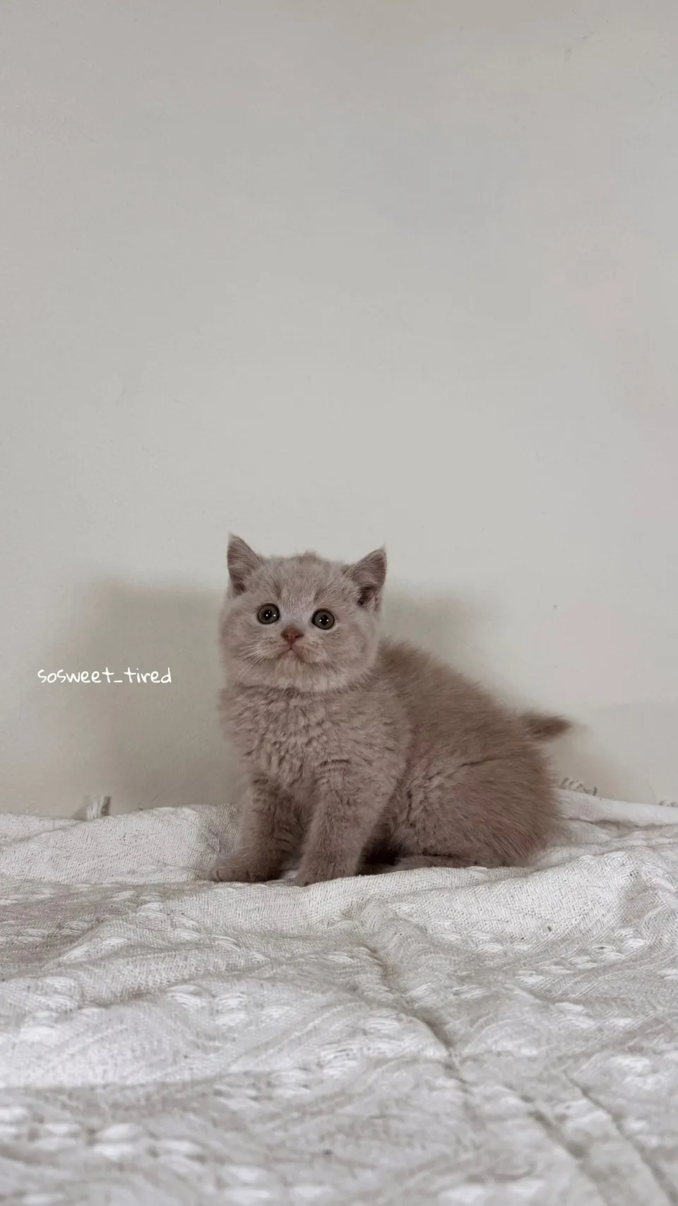 小鹿色英國短毛貓