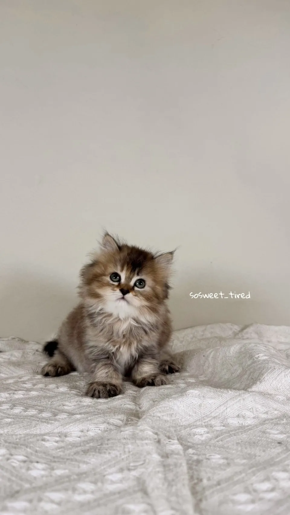 黑金漸層英國長毛貓