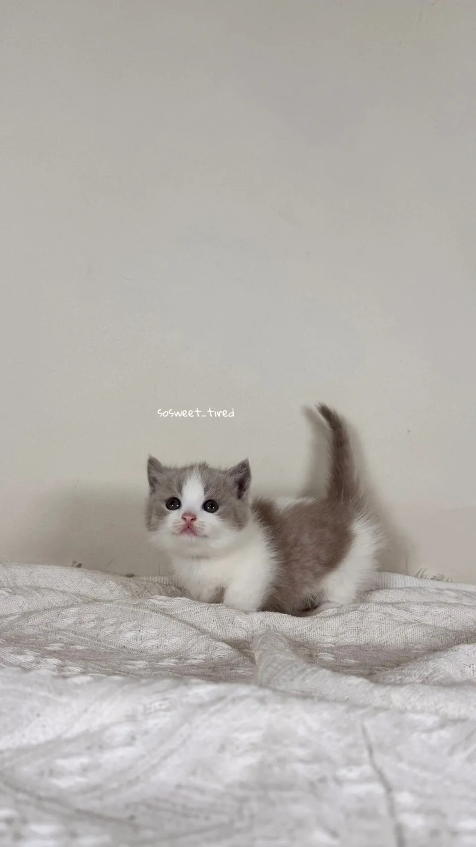 紫丁香賓士曼赤肯