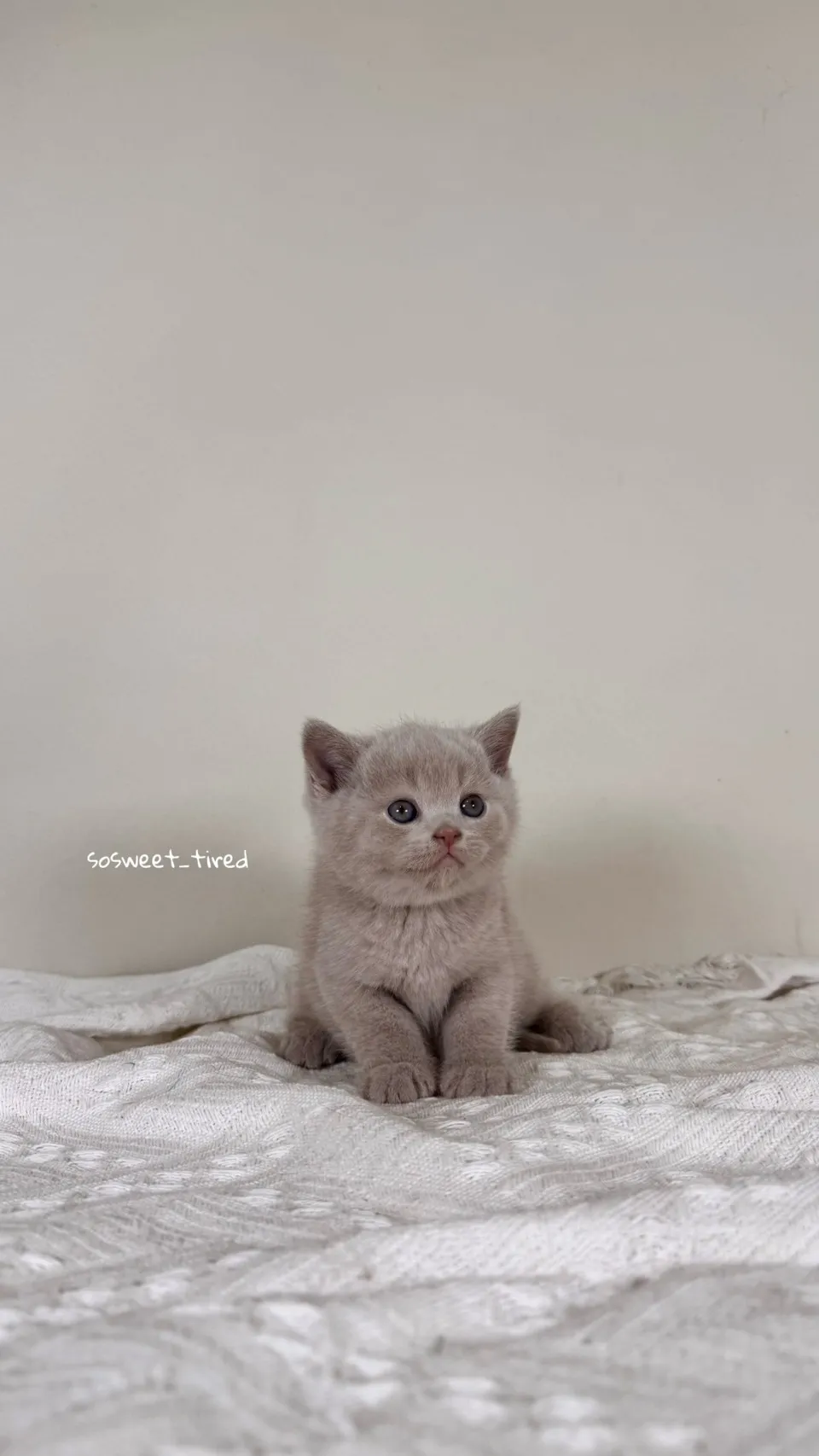 紫丁香英國短毛貓