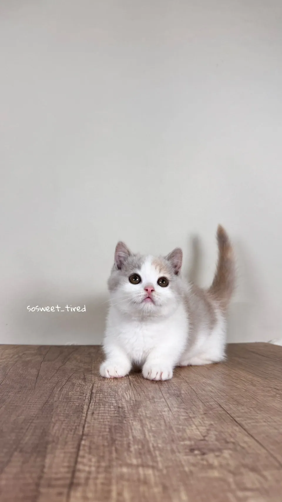 【已售出】紫三花賓士曼赤肯