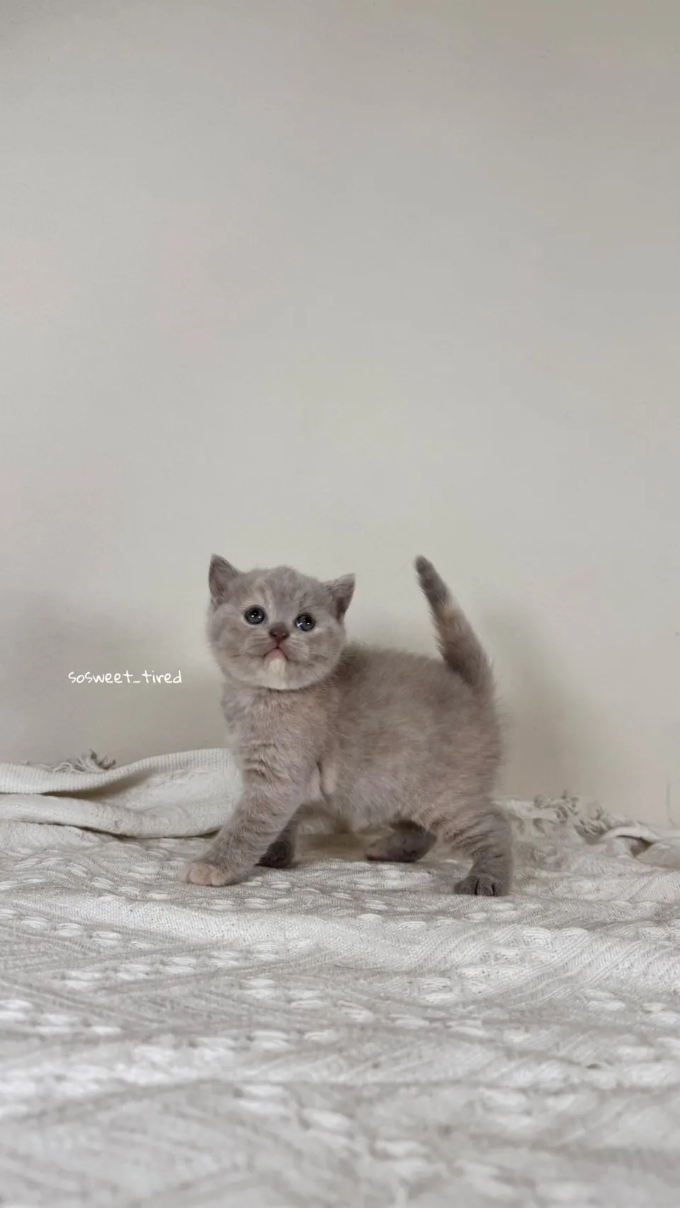 紫乳英國短毛貓